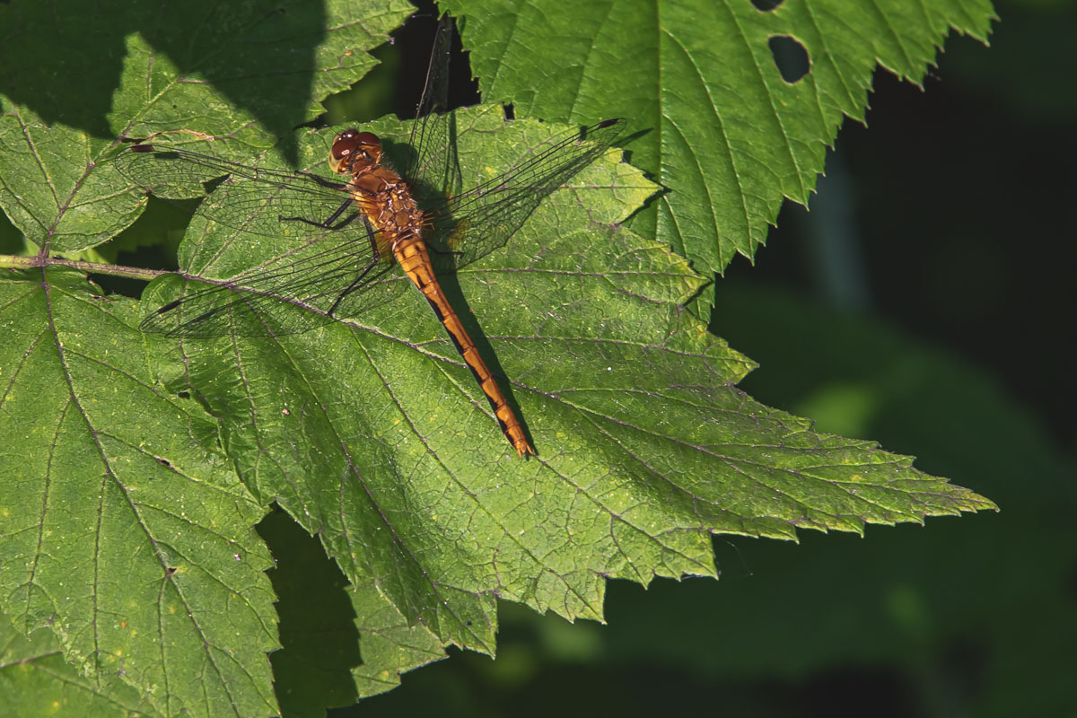 Autumn Meadowhawk