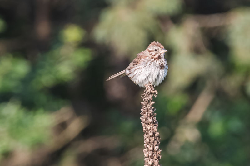 Song Sparrow