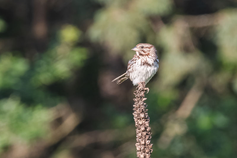 Song Sparrow
