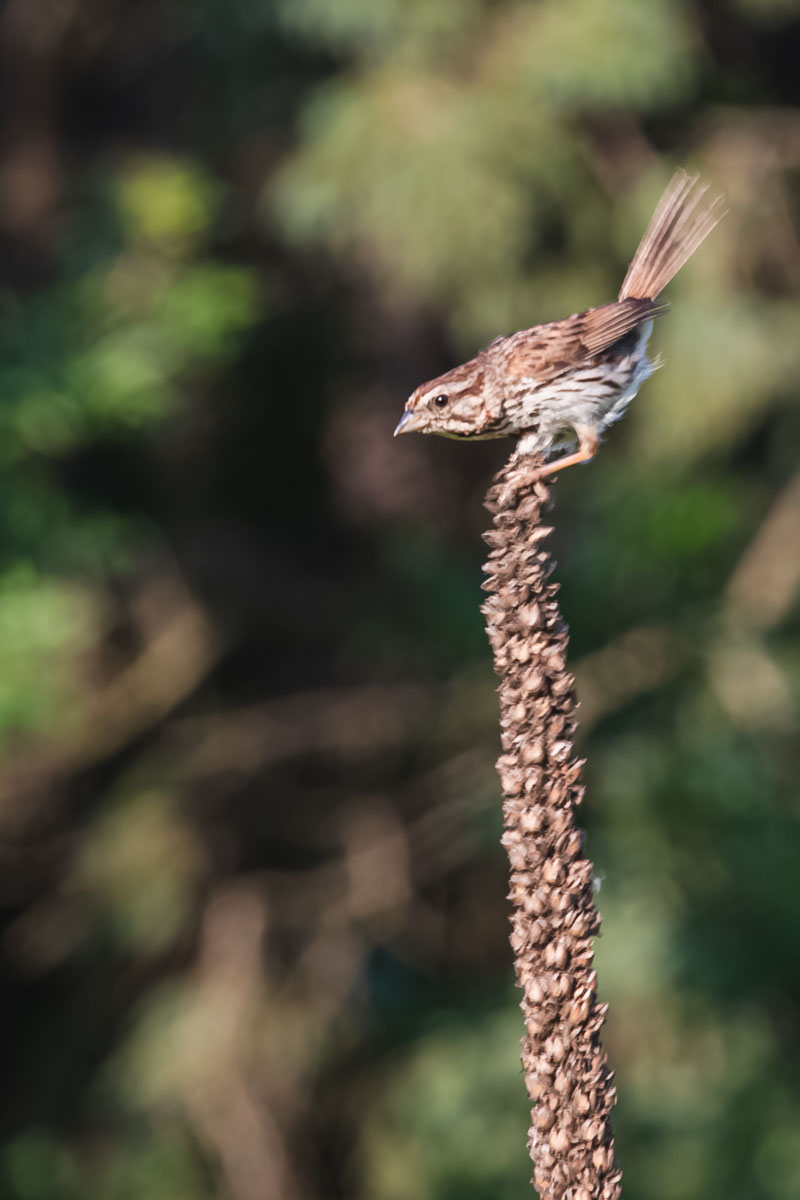 Song Sparrow on Mullien