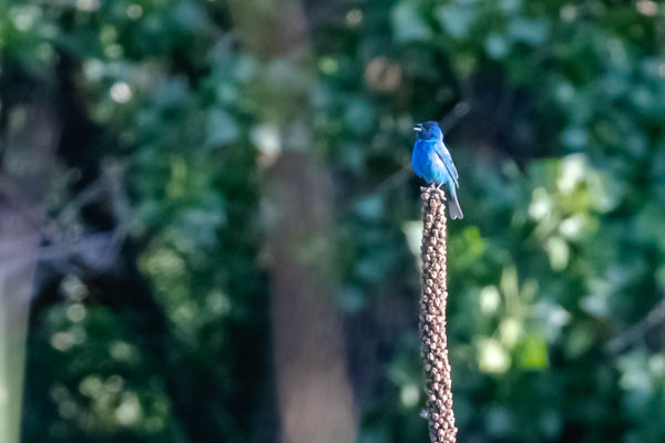 Indigo Bunting