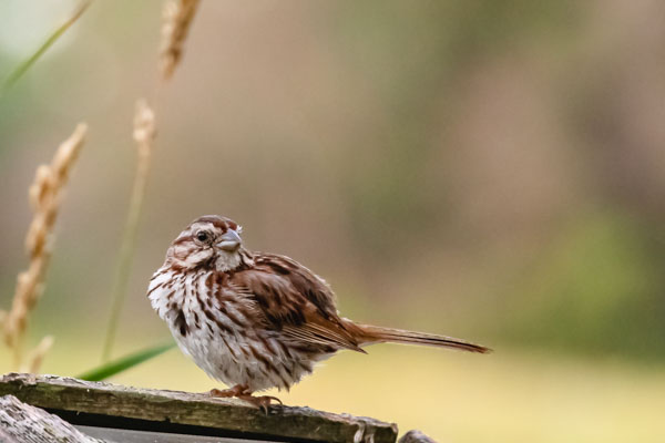 Song Sparrow