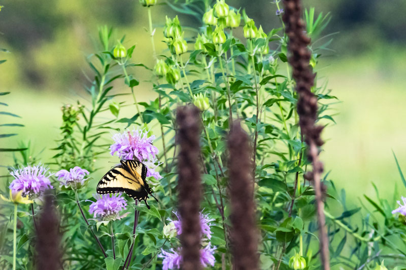 Swallowtail Butterfly