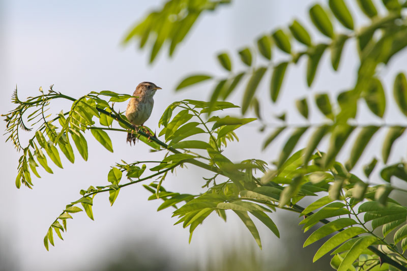 Sedge Wren