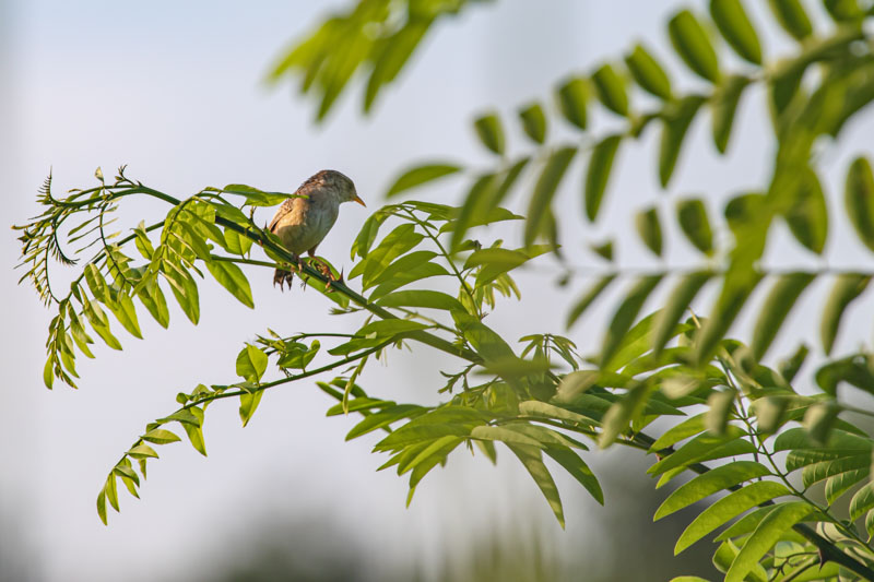 Sedge Wren