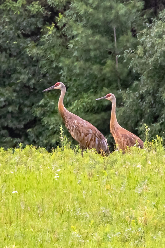 Sandhill Cranes