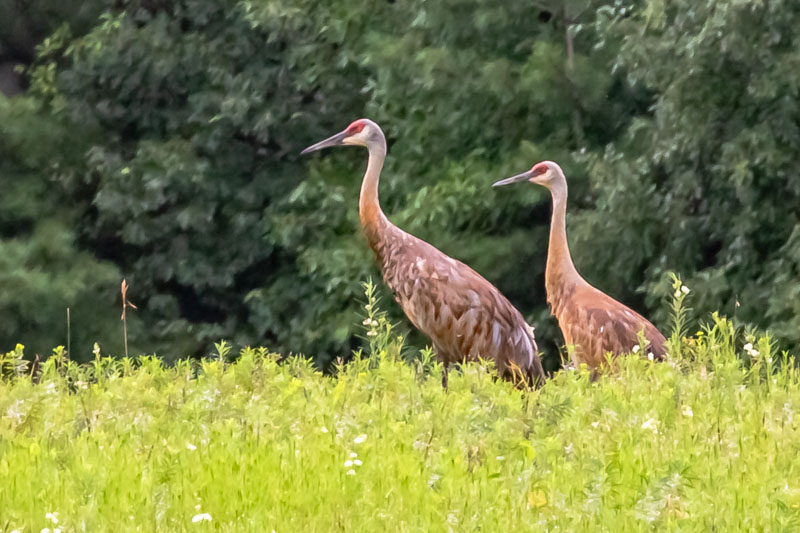Sandhill Cranes