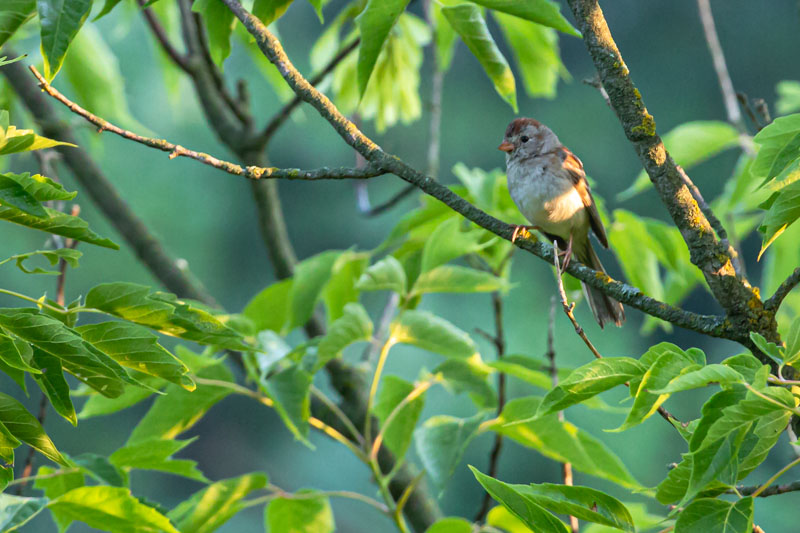 Field Sparrow