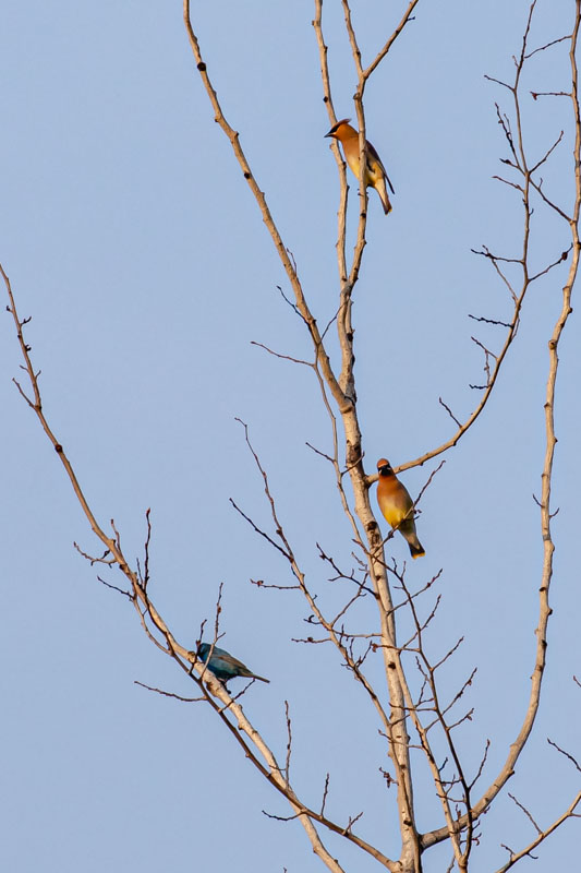 Cedar Waxwings and Indigo Bunting