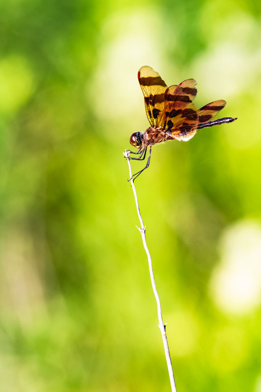Halloween Pennant