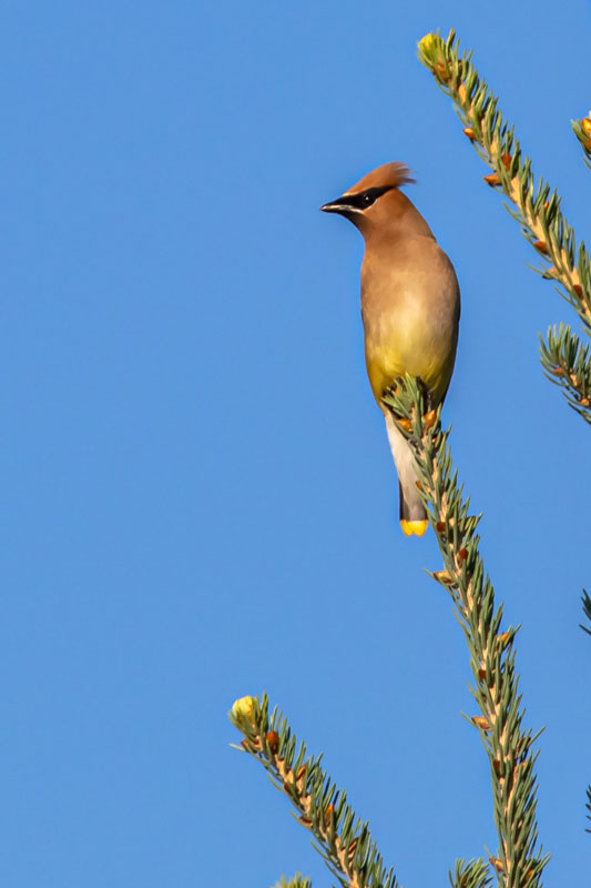 Cedar Waxwing