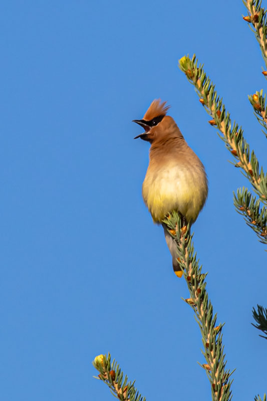 Cedar Waxwing