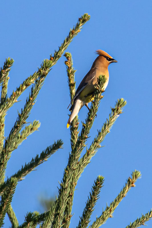 Cedar Waxwing