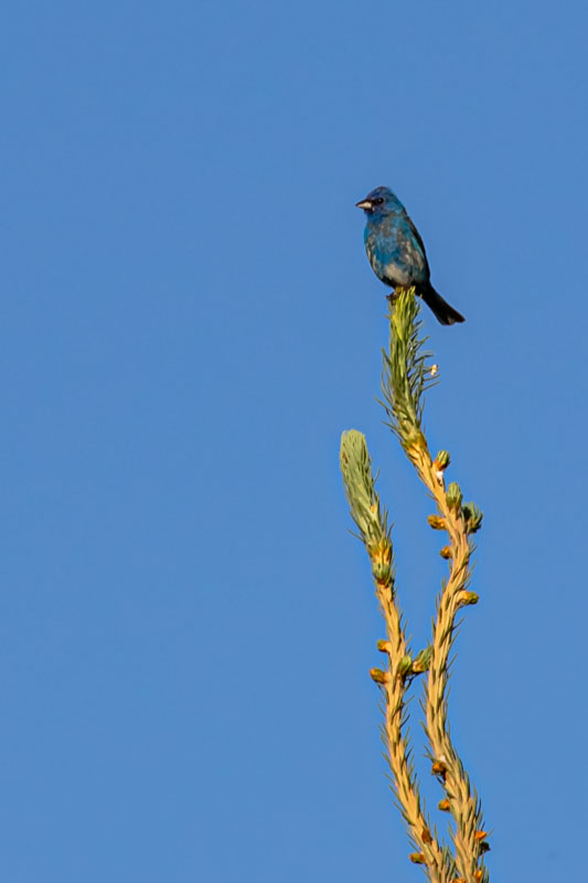 Indigo Bunting