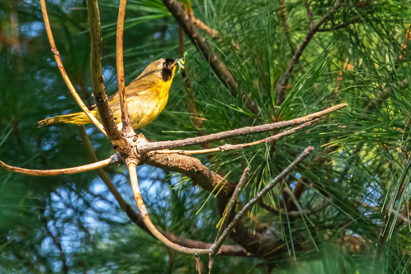 Common Yellowthroat