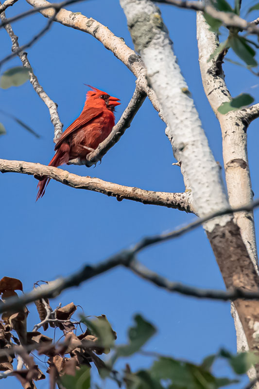 Northern Cardinal