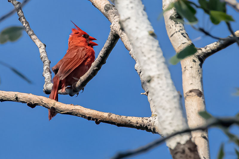 Northern Cardinal