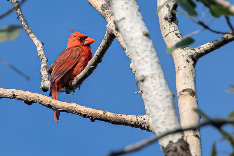 Northern Cardinal