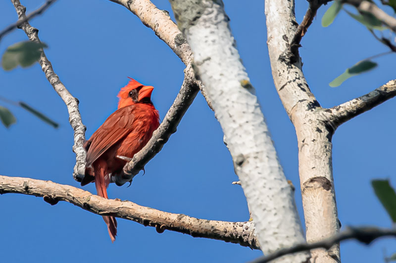 Northern Cardinal