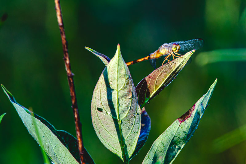 Autumn Meadowhawk