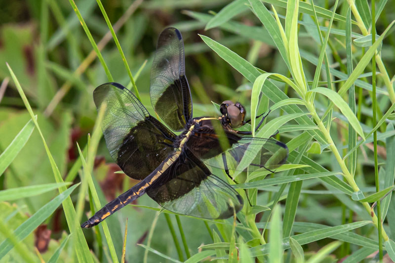 Widow Skimmer