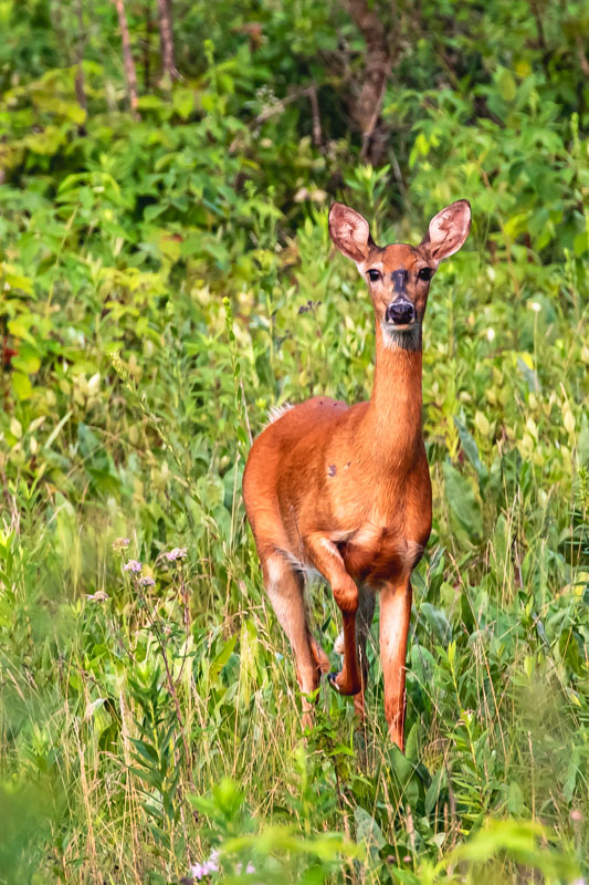 Whitetail Deer