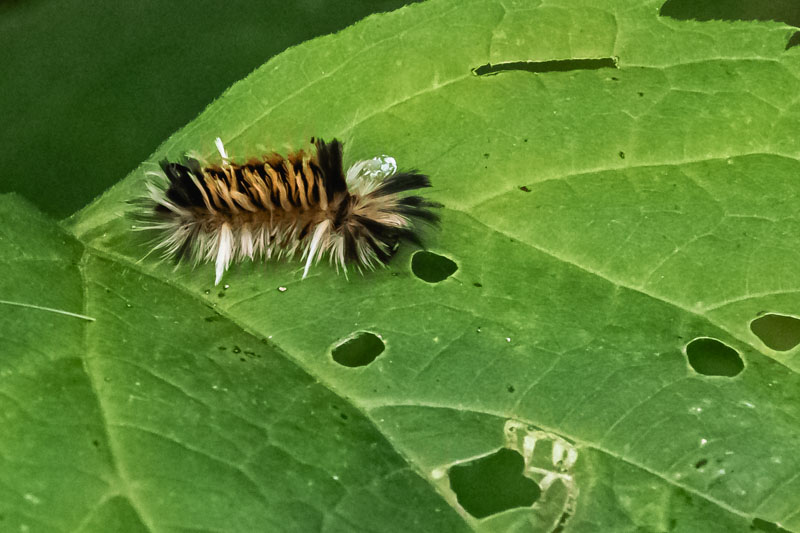 Milkweed Tussock Moth caterpillar