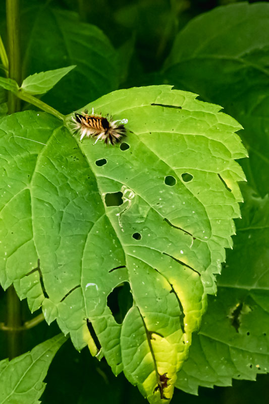 Milkweed Tussock Moth caterpillar