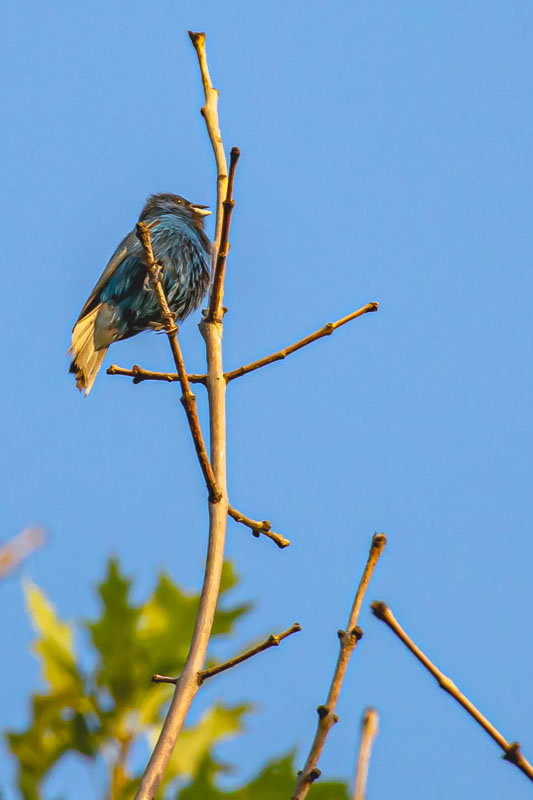 Indigo Bunting
