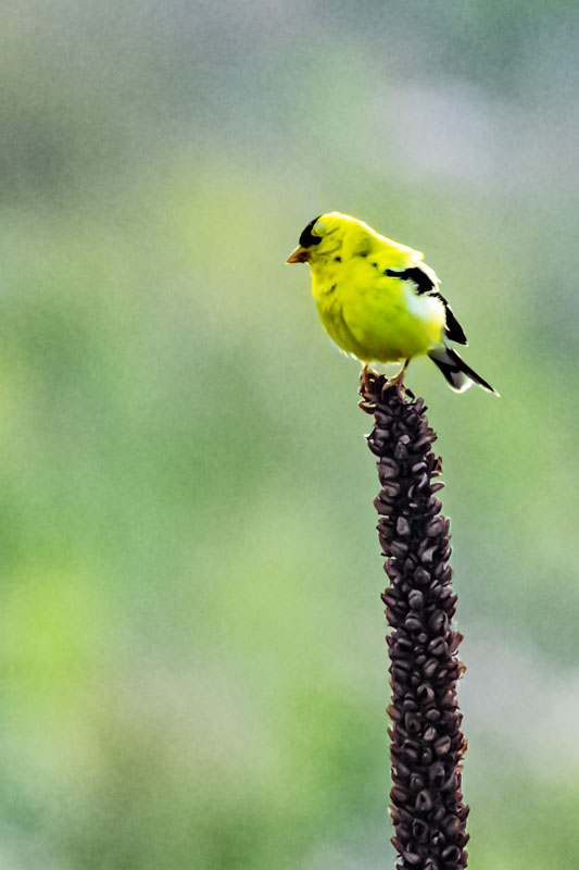 American Goldfinch