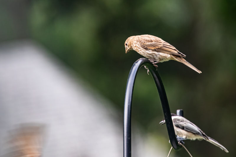 House Wren