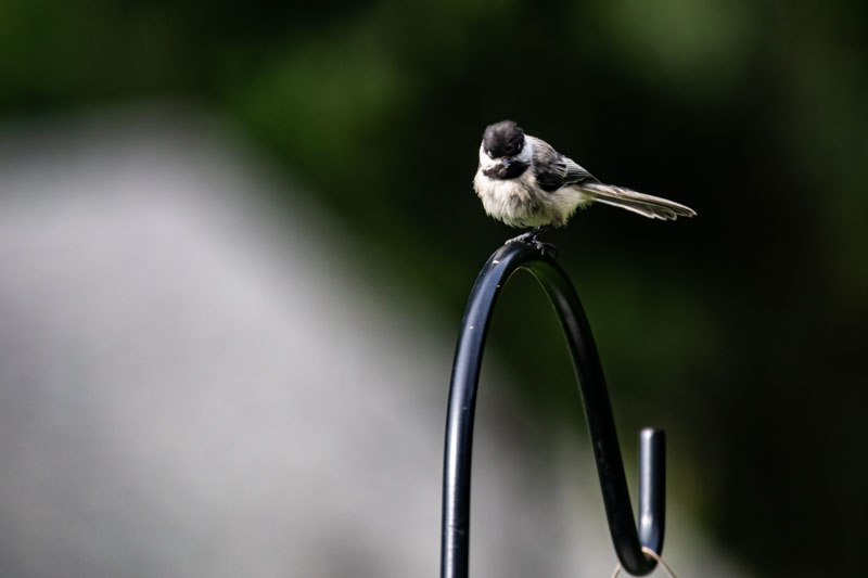 Black-capped Chickadee