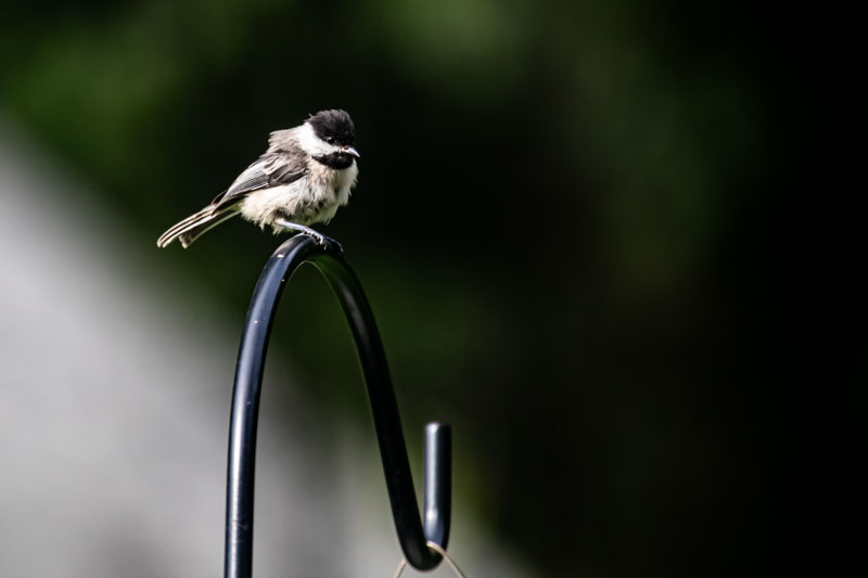Black-capped Chickadee