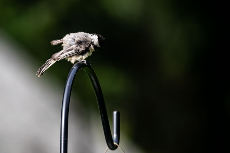 Black-capped Chickadee
