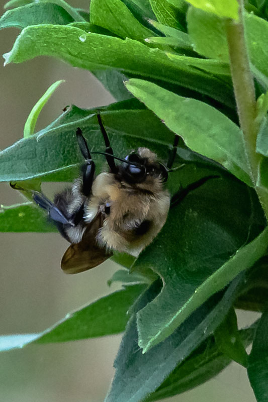 Brown-belted Bumblebee