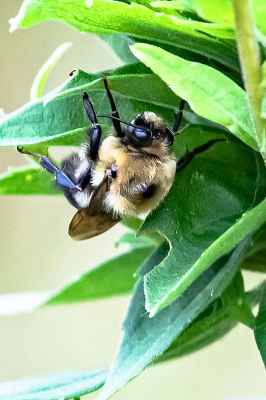 Brown-belted Bumblebee