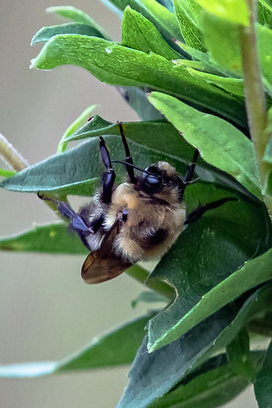 Brown-belted Bumblebee