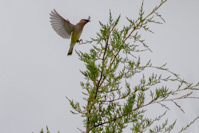Cedar Waxwing