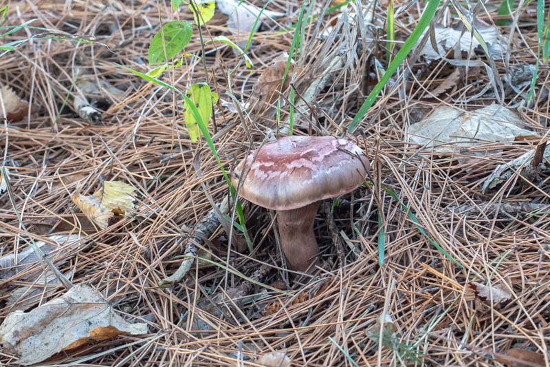 Cropped to Approximate 100 mm Macro